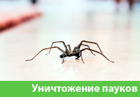 Избавиться от пауков в городе Новокуйбышевск
