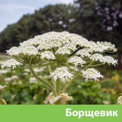 Борщевик в Новокуйбышевске