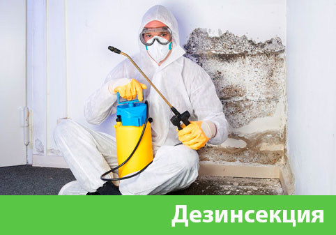 Дезинсекция в городе Новокуйбышевск