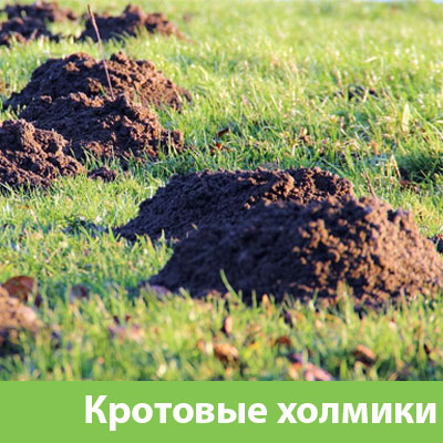 Кроты на участке в Новокуйбышевске