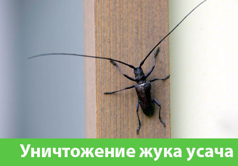 Обработка от жука усача в городе Новокуйбышевск