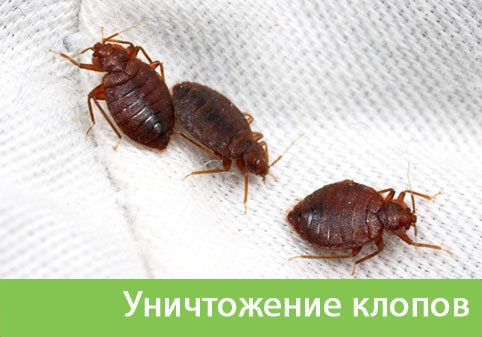 Уничтожение клопов в городе Новокуйбышевск