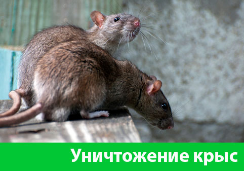 Уничтожение крыс в городе Новокуйбышевск