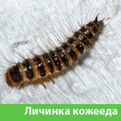 Личинка Кожееда в Новокуйбышевске