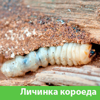 Уничтожение личинок короеда в Новокуйбышевске