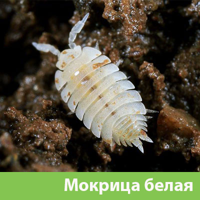 Мокрица в Новокуйбышевске фото