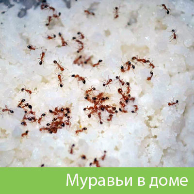 Муравьи в доме в Новокуйбышевске