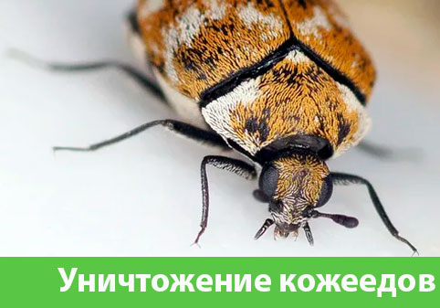 Обработка от кожееда в городе Новокуйбышевск 