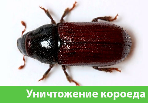 Обработка от короеда в городе Новокуйбышевск