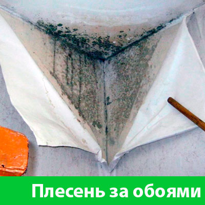 Удаление плесени в Новокуйбышевске