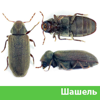 Обработка от шашеля в городе Новокуйбышевск