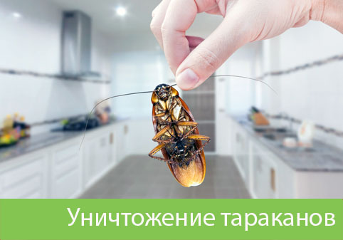 Уничтожение тараканов в городе Новокуйбышевск