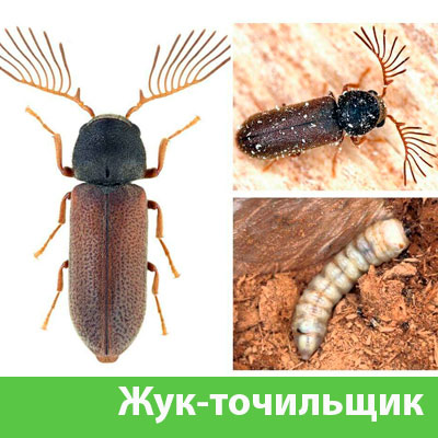 Уничтожение точильщика и личинок в Новокуйбышевске