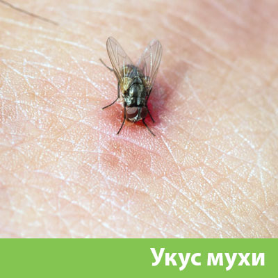 Уничтожение мух в Новокуйбышевске
