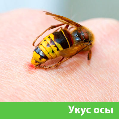 Профессиональное уничтожение ос и шершней в Новокуйбышевске