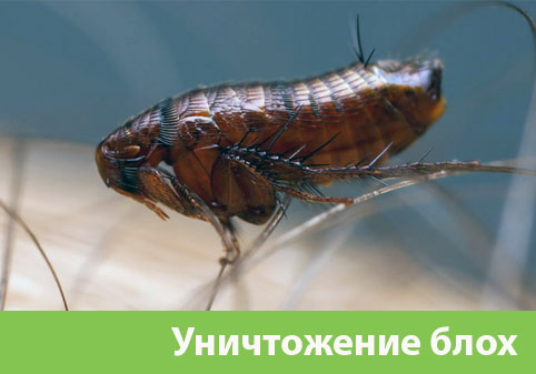 Уничтожение блох в городе Новокуйбышевск