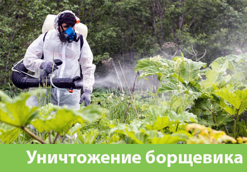 Уничтожение Борщевика в городе Новокуйбышевск
