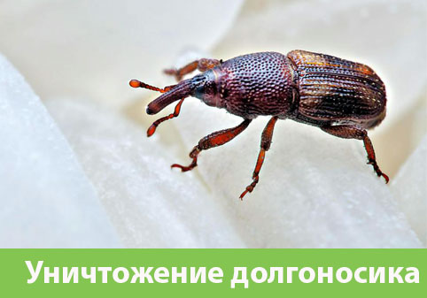 Уничтожение долгоносиков в городе Новокуйбышевск