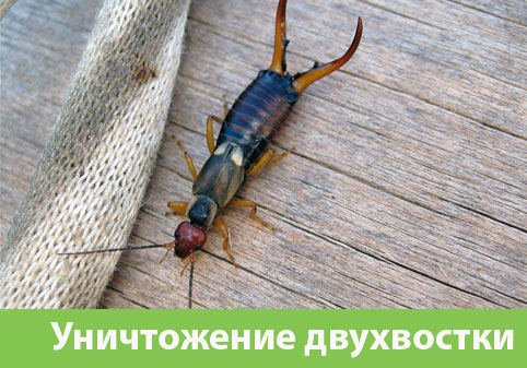 Уничтожение двухвостки в городе Новокуйбышевск