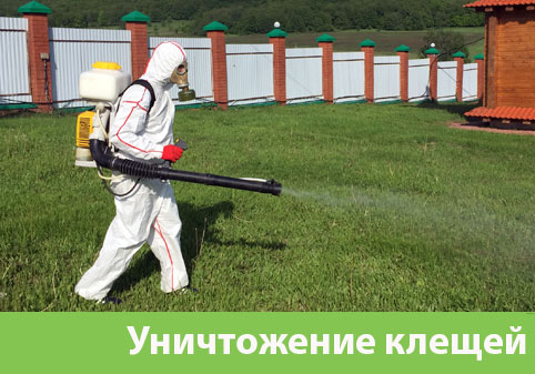 Уничтожение клещей в городе Новокуйбышевск