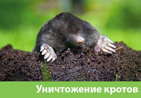 Уничтожение кротов в городе Новокуйбышевск