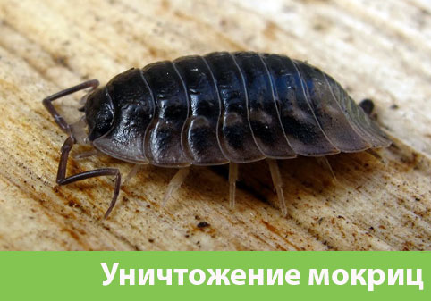 Мокрицы в квартире в городе Новокуйбышевск