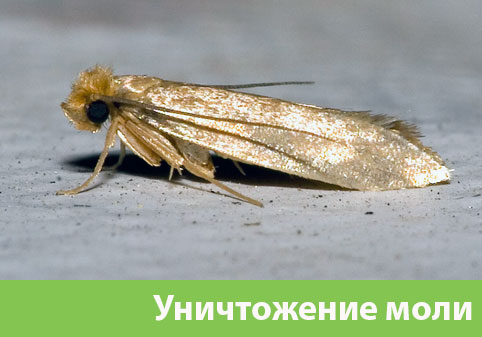Уничтожение моли в городе Новокуйбышевск 