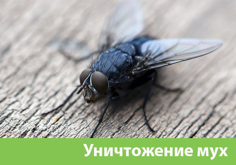Уничтожение мух в городе Новокуйбышевск