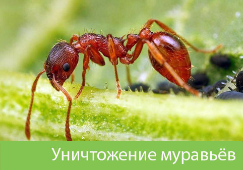 Уничтожение муравьёв в городе Новокуйбышевск