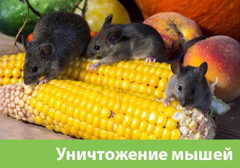 Уничтожение мышей в Новокуйбышевске