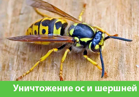 Уничтожение ос и шершней в городе Новокуйбышевск